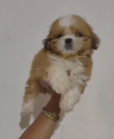 Buy Vaccinated  Maltese Puppy from  India